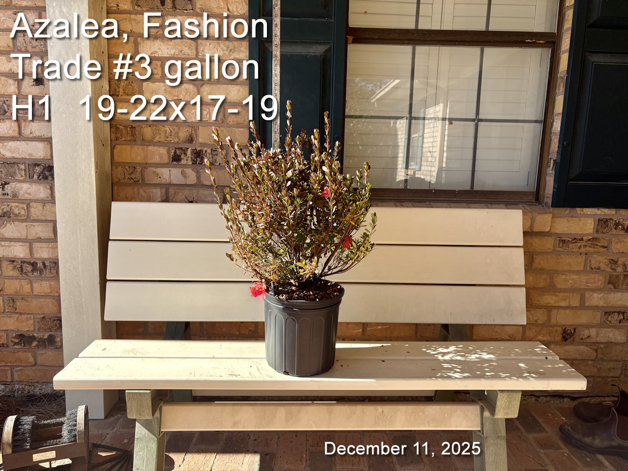 gallery/fash3t h1 dec11.jpg